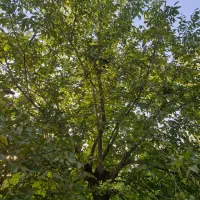 فروش گردو تازه