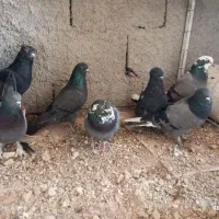 کبوتر پر