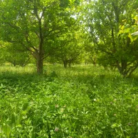 باغچه.باغ.الوان۲۵۰۰متربا امکانات در آرنسا.ج سلماس