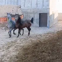 فروش کره اسب نر بیست ماهه
