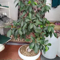 بونسای