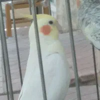 عروس هلندی مولد