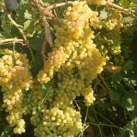 نهال با بهترین کیفیت و اصالت