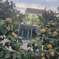 فروش-باغ