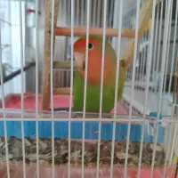 طوطی برزیلی