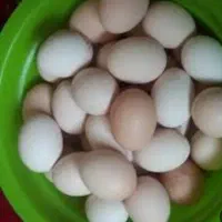 تخم مرغ نطفه دار محلی و لری و مرندی و جنگلی