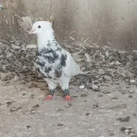 کبوتر طوقی زرین