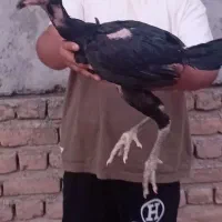 لاری