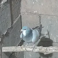 کبوتر اصفهانی، تهرانی  ،کاشانی ،پرشی|پرنده|میمه, |دیوار