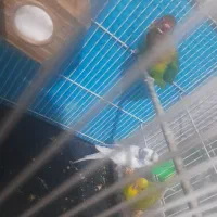 کوتوله و مرغ عشق|پرنده|مشهد, کارمندان دوم|دیوار