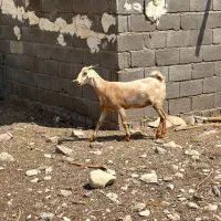 بز جوان|حیوانات مزرعه|بندر دیر, |دیوار