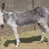 خرماده شیرادرجه یک