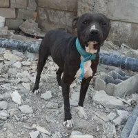 سگ پیتبول پیت بول نر|سگ|اصفهان, بهارستان|دیوار