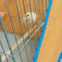 قناری نر|پرنده|پاکدشت, شهرک امام رضا|دیوار