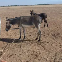 الاغ و کره اش به فروش می رسد گله ای است|حیوانات مزرعه|خرمدشت, |دیوار