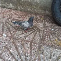 پیدا شده