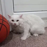 گربه پرشین دالفیس عروسکی