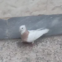 طوقی آجری