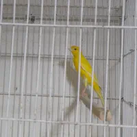 قناری نرکشیده وبلند داراب