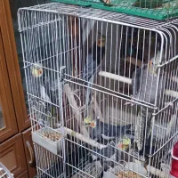 پرنده|پرنده|سلمان‌شهر, |دیوار