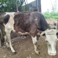 یک راس گاو ماده|حیوانات مزرعه|آستانه اشرفیه, |دیوار