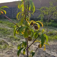 فروش‌قطعات زمین دور دیوار در نوبهار گلبهار معاوضه|فروش زمین و ملک کلنگی|گلبهار, نوبهار|دیوار