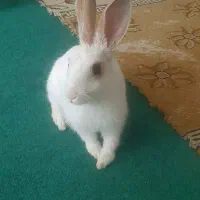 خر گوش سفید دستی