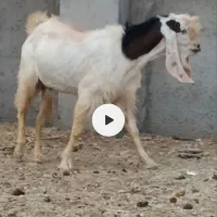 چپش دوبرپاکستانی