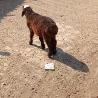 فروش میش آبستن و بره نر