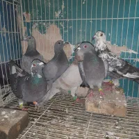 ماده سوسکی سار و سبز آلمانی