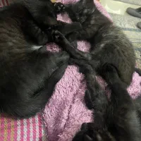 بچه گربه مشکی|گربه|گرگان, |دیوار