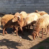 گوسفندبره نر