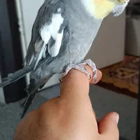 عروس هلندی نر سخنگو فول