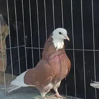 ۵ تا کبوتر پرشی