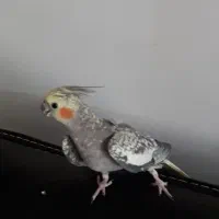 عروس هلندی ماده یک ساله|پرنده|سیاهکل, |دیوار