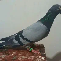 سبز‌آلمانی‌