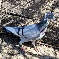 کفترابلغ|پرنده|قائن, |دیوار