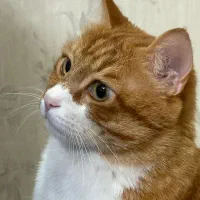 گربه نر ۶ساله