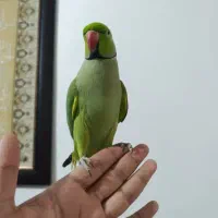طوطی ملنگو شاه طوطی|پرنده|قم, ناصردیوان|دیوار