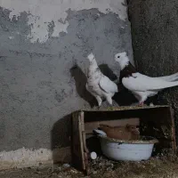 طوقی هفت رنگ