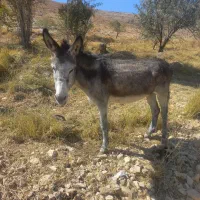 الاغ مخصوص گله