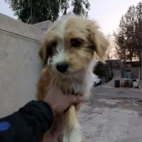 واگذاری سگ شیترو ماده|سگ|قرچک, مهدیه|دیوار