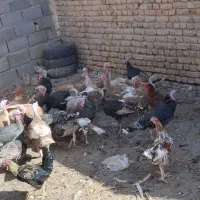 بوقلمون فروشی|حیوانات مزرعه|تربت جام, شهرک معلم|دیوار