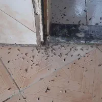 حذف وریشه کنی حشرات موذی فقط دریک مرحله باضمانت|خدمات نظافت|بومهن, |دیوار