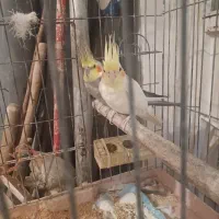 عروس طوطی مولد|پرنده|میاندوآب, |دیوار