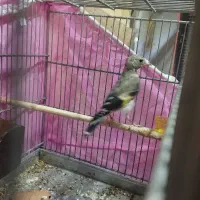 سهره سنندج قواره دار