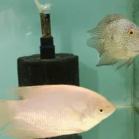 ماهی چانا و گورامی جاینت و تگزاس و ردتیل البینو|ماهی|شیراز, غدیر شمالی|دیوار