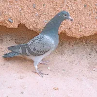 جوجه پولکی|پرنده|تربت جام, بهشت محمدیه|دیوار