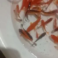 ماهی قرمز گلفیش کوی|ماهی|تهران, هلال احمر|دیوار