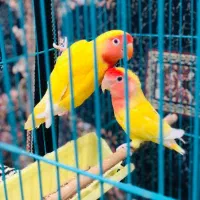 طوطی برزیلی|پرنده|اهواز, پردیس|دیوار